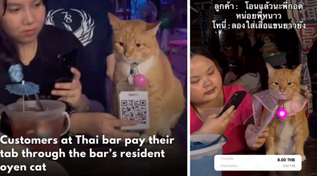 Viral Orange Street Cat Becomes a Hardworking Purrfessional By Helping Restaurant Customers Pay Their Bills With Cute QR Code and Sassy Cattitude