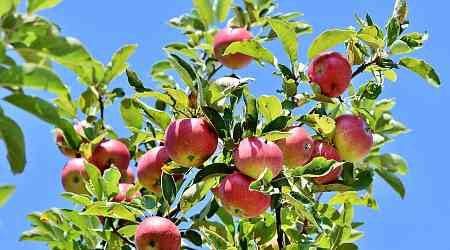 Fungi to the rescue: South African scientists use innovative approach to protect apple trees