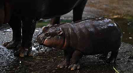 Moo Deng, the Pygmy Hippo from Thailand, Is Getting Too Famous for Her Own Good