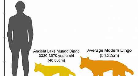 Early dingoes are related to dogs from New Guinea and East Asia, 3D fossil scanning study finds