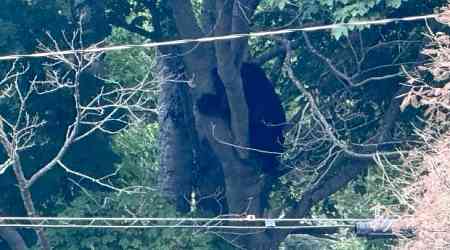 N.S. school briefly put in lockdown over bear on the loose