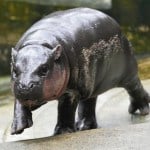 Pygmy hippo Moo Deng is so adored she may get her own patent