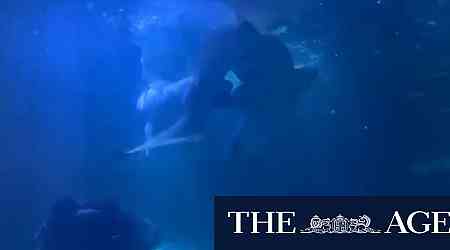 Aquarium captures rare footage of two sharks courting