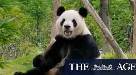 Adelaide to bid farewell to beloved pandas