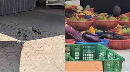  SFA launches investigation into birds feasting on fruits at Bukit Panjang stall