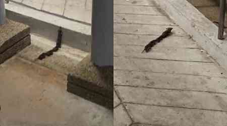 'Cute and heartwarming': Shrew spotted guiding 3 babies through Sengkang's 'obstacle course'