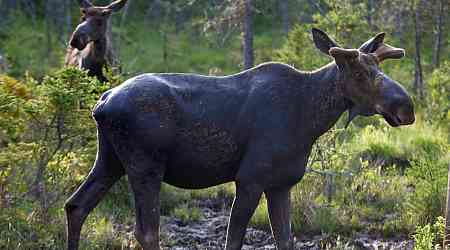 Northern Ont. man fined for hunting bull moose without a licence after trying to cover it up