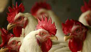 The US Is Loading Up on Bird Flu Vaccine