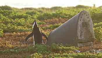 Artificial nests boost penguin breeding success, but there's no one-size-fits-all design