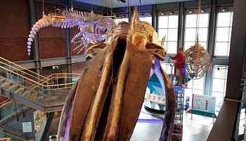 Blue whale skeleton still leaking oil, 26 years after death