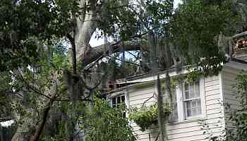 Savannah residents, not insurers, should control the fate of their trees, advocates argue