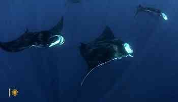 Nature: Manta rays in Mexico