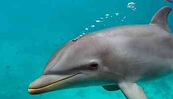 Dolphins Are Exhaling Microplastics