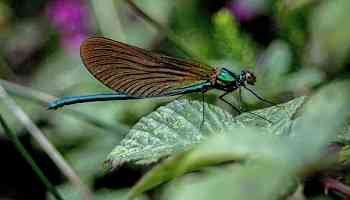 COP16 Biodiversity Summit: How Nations Are Tackling Global Biodiversity Loss and Species Extinction