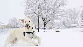 NOAA's annual winter forecast is here. These are the weather predictions for your area