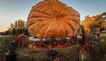 The Rise of Giant Pumpkins