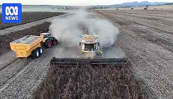 Grain growers in northern NSW say this season's crops could be 'spectacular'