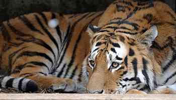 Ausbruch in vietnamesischen Zoos - Dutzende Tiger sterben an der Vogelgrippe