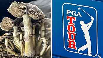 Elite golfers 'turning to mushrooms and psychedelics' to dominate the PGA Tour