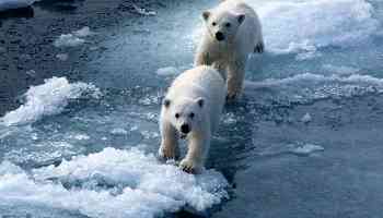 Seabourn Polar Bear Expedition Deal: 20% Off, Plus $500 Onboard Credit