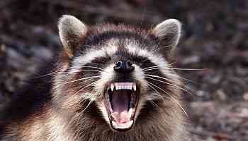 A 911 Call About a Raccoon Invasion Is a Good Reminder Never to Feed Wild Animals