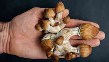 Third US State May Legalize Psychedelics