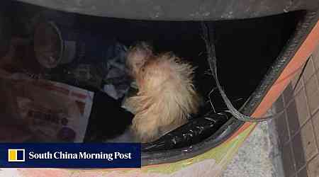 Hong Kong police tracing suspect who dumped white poodle in North Point rubbish bin