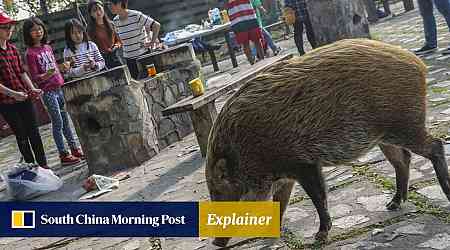 Unsure what to do if a wild boar attacks? Hong Kong experts sort truth from hogwash