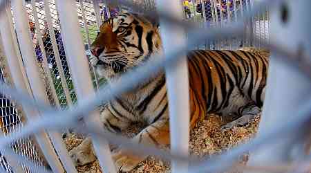 Louisiana governor supports bringing back tradition of having a live tiger at LSU football games