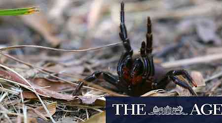 Venom from funnel-web spider could be used for heart attack patients