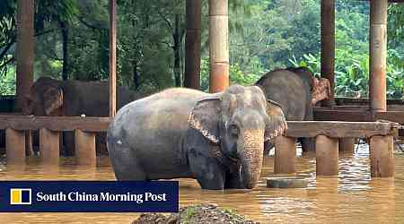 2 elephants die in flash flooding in northern Thailand