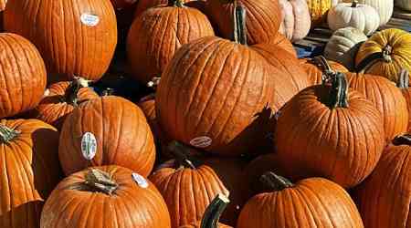 Pumpkins thrown off Highway 401 overpass smash transport truck windows