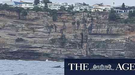 Humpback whale calf entangled off the coast near Bondi