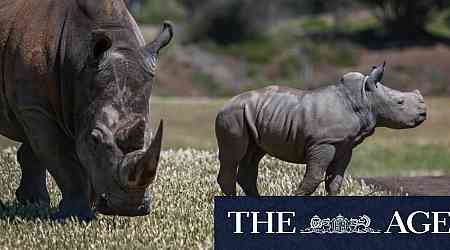 Life on the savannah: Rhino calf Jabulani charges into public view