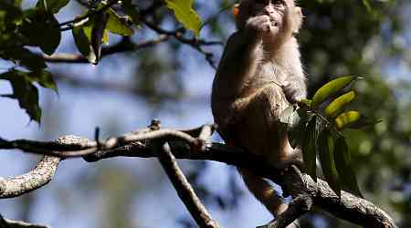 Activists warn of dangers as Hong Kong zoo probes monkey deaths