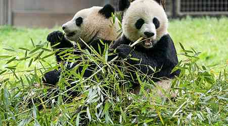 Giant pandas will arrive at D.C.'s National Zoo this week