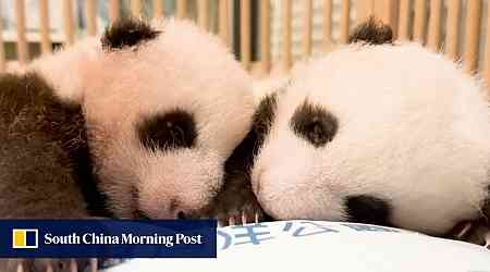 Panda Watch: Hong Kong cub twins happier and healthier at 2 months old