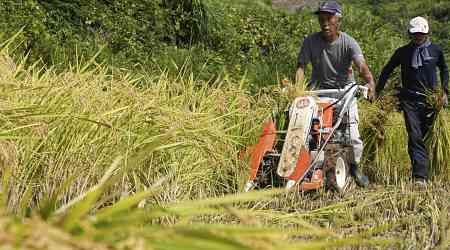 Aging farmers face extreme temperatures as they struggle to maintain Japan's rice crop