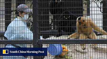 9 monkeys believed to have died in Hong Kong zoo from melioidosis bacterial infection