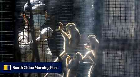 Another monkey dies at Hong Kong zoo, taking total to 10 amid melioidosis outbreak