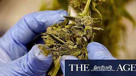 The medicinal cannabis business risks going up in smoke