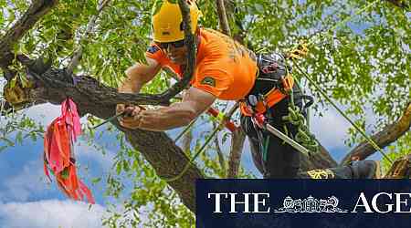 Chipping away at success: Australian tree-climbing champion competes in US