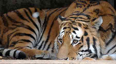 Ausbruch in vietnamesischen Zoos - Dutzende Tiger sterben an der Vogelgrippe