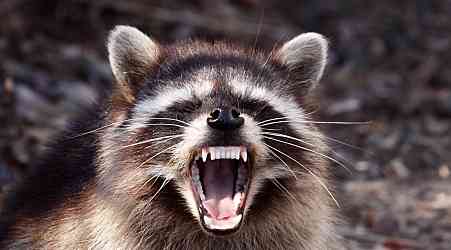 A 911 Call About a Raccoon Invasion Is a Good Reminder Never to Feed Wild Animals