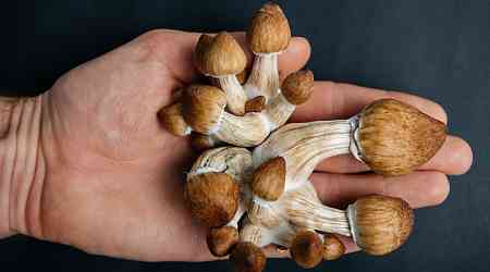 Third US State May Legalize Psychedelics