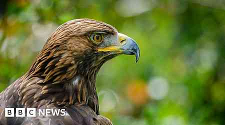 Rogue gamekeepers killing birds of prey, says RSPB