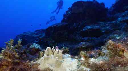 Fourth mass coral bleaching prompts UN emergency session at Colombia biodiversity summit