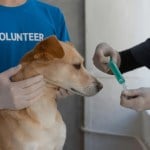 Lawmaker calls to review veterinary services again