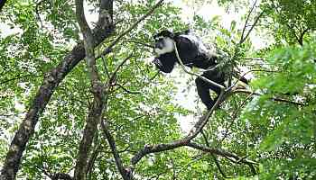 African monkey escapes from Mandai zoo, gets caught 6 months later