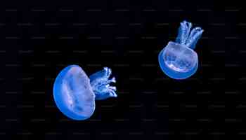 Comb Jellies Exhibit Rare Ability to Revert from Adult to Juvenile Form